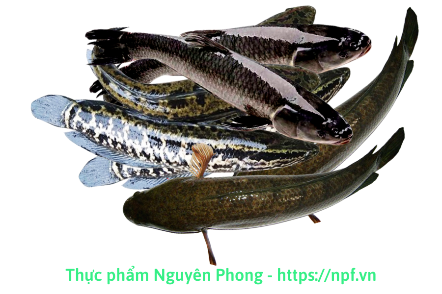 Cá quả